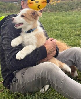 Border kólia, Borderka - 4