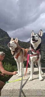 Sibírsky husky na krytie - 4