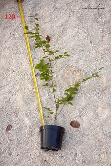 Predám Hraby, na živý plot alebo samostatnú výsadbu - 4