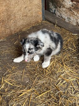 Fenka Border kolia blue merle - 4