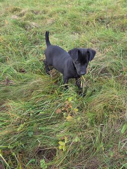 Darujeme šteniatka - 4