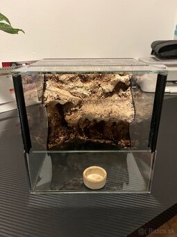 Terária + Acanthoscurria geniculata - 4