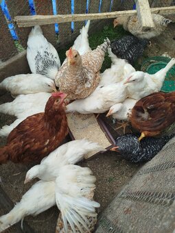 Leghorn - 4