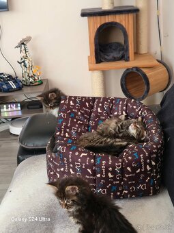 Maine Coon - 4