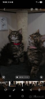 Maine Coon - 4