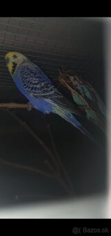 Andulky - 4
