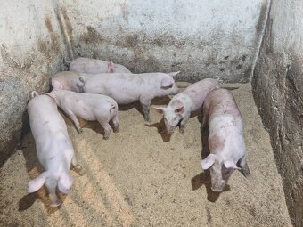 Predám odstavčatá - 4