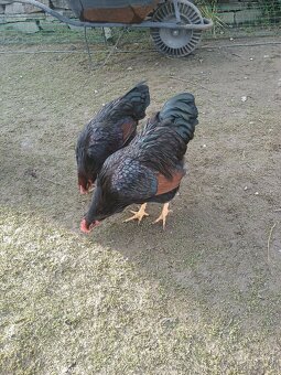 Predám kohútov - 4