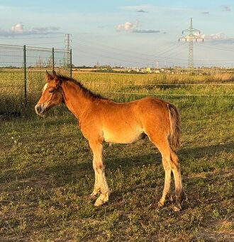 Hřebec Welsh Cob - 4