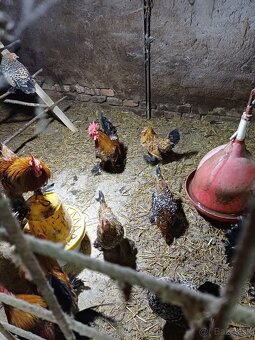 Násadové vjíčka - 4