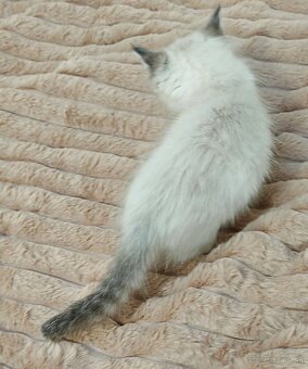 Ragdoll bez PP - 4