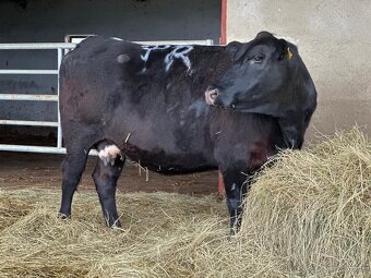 Predam vyradene kravy plemena Aberdeen Angus - 4