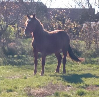 Predam kobylu - 4