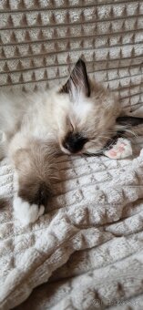 Ragdoll s PP (FIFE) - 4