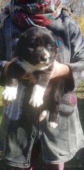 Predám šteniatka kríženej border kólie a čierneho labradora - 4