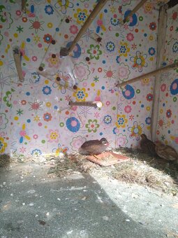 Predám prepelice činske - 4