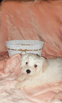 Predám šteniatko maltezáka (psík) - 4