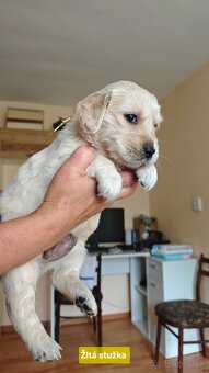 Zlatý retriever šteniatka - 4