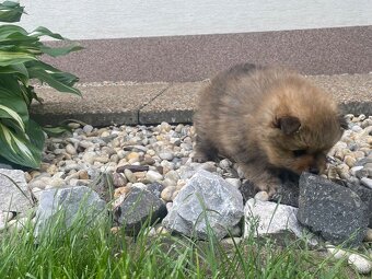 Pomeranian nemecky spic - 4