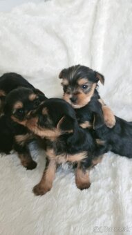 Yorkshire Terrier - 4