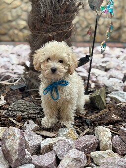 Maltipoo - 4