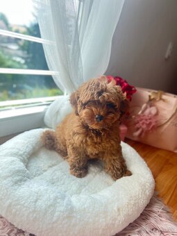 Maltipoo - 4