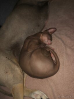 Predám mačku Sphynx - 4