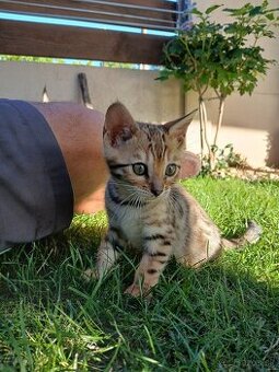 bengal bengalska macka bengalske maciatka - 4