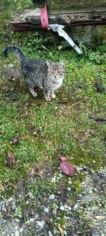 Darujem mačiatko - 4