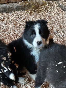 Šteniatka Border kólia - 4