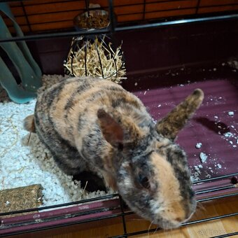 🐰 Predám zakrslého zajačika s rodokmeňom a doplnkami🐰 - 4