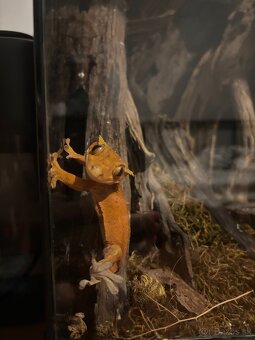 Terarium + Pagekon Riasnatý - 4