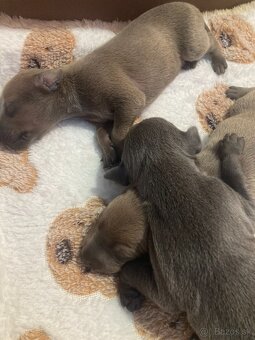 Talianský chrtík s rodokmenem CFI - 4