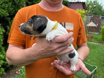 Tricolor Jack Russell šteniatka - 4