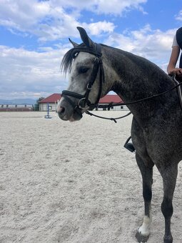 Perspektívna Welsh pony kobylka - 4