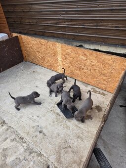 Cane Corso - 4