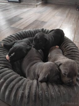 Cane Corso Šteniatka bez PP - 4