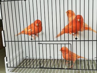 Kanariky a mexické hyle - 4