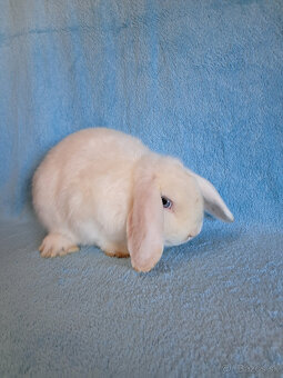 predám zakrslé králiky - 4