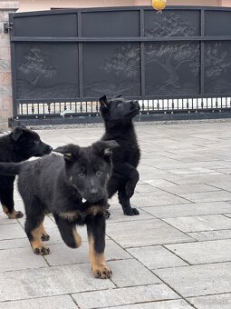 Nemecký ovčiak šteniatka - 4