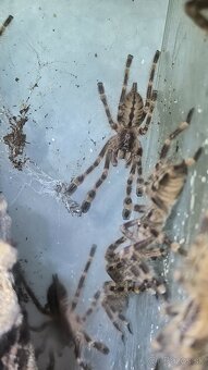 POECILOTHERIA SUBFUSCA LOWLAND - 4