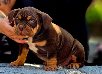 American Bully pocket - 4