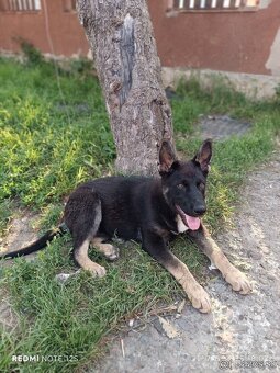 Nemecky ovčiak - 4