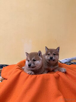 Šteniatka Shiba Inu - 4