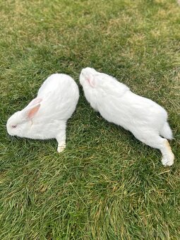 Zajac nitriansky samica - 4