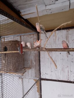 Predám Kanariky červená mozaika - 4