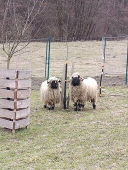 Wallis Blacknose - Walliserska ovca - 4