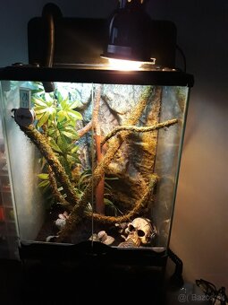 Terarium - 4