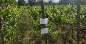 Vinica 535 m2, 3 rady hrozna PREDAJ/PRENÁJOM - 4