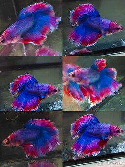 Betta Splendens - Bojovnica Pestrá. - 4